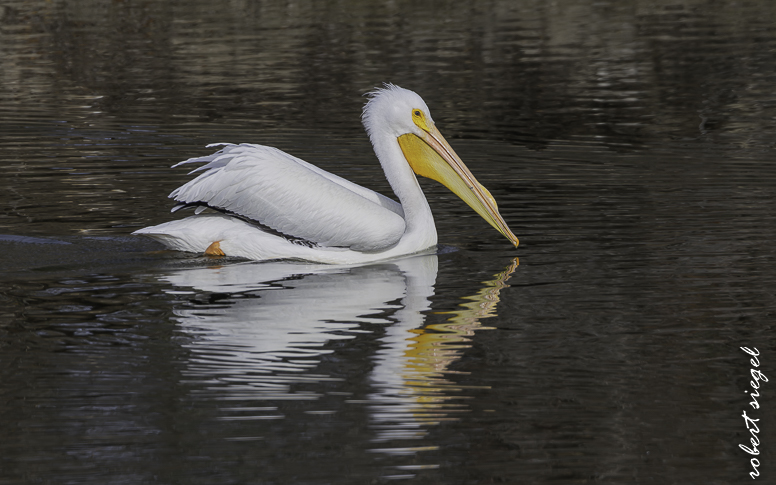 emily renzel wetlands 2026